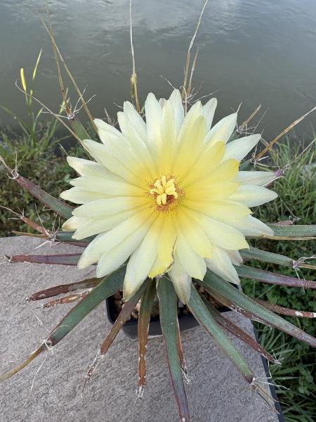 Leuchtenbergia principis v. trachythele